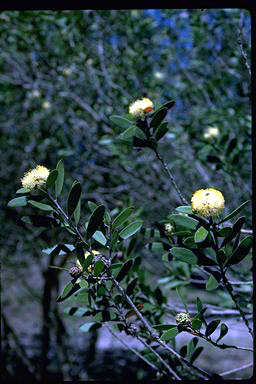 APII jpeg image of Melaleuca globifera  © contact APII