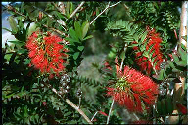 APII jpeg image of Melaleuca hypericifolia  © contact APII