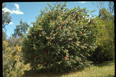 APII jpeg image of Melaleuca hypericifolia  © contact APII