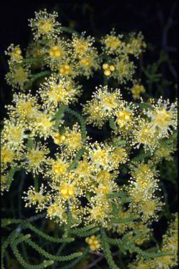 APII jpeg image of Melaleuca micromera  © contact APII