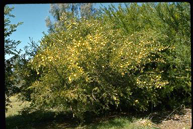 APII jpeg image of Melaleuca nodosa  © contact APII