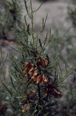 APII jpeg image of Dodonaea lobulata  © contact APII