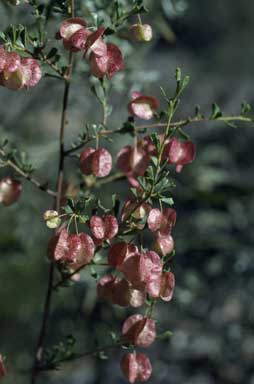 APII jpeg image of Dodonaea peduncularis  © contact APII