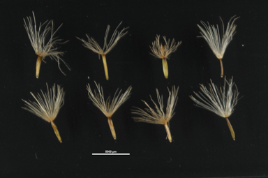 APII jpeg image of Olearia erubescens  © contact APII