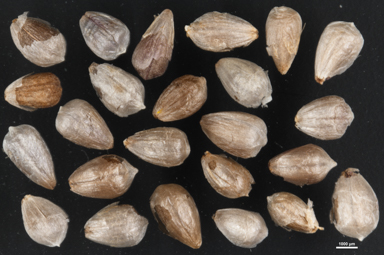 APII jpeg image of Brunonia australis  © contact APII