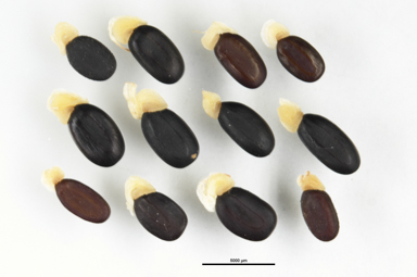 APII jpeg image of Acacia genistifolia  © contact APII