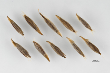 APII jpeg image of Austrostipa bigeniculata  © contact APII