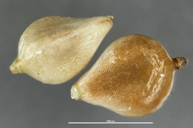 APII jpeg image of Bolboschoenus caldwellii  © contact APII