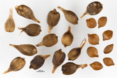 APII jpeg image of Carex  © contact APII