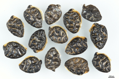 APII jpeg image of Passiflora cinnabarina  © contact APII