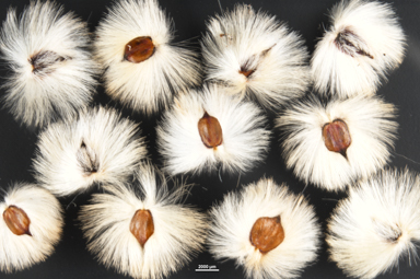 APII jpeg image of Petrophile prostrata  © contact APII