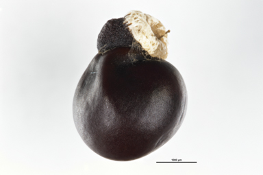 APII jpeg image of Dodonaea pinifolia  © contact APII