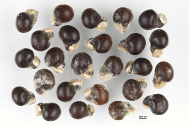 APII jpeg image of Dodonaea pinifolia  © contact APII