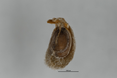 APII jpeg image of Teucrium racemosum  © contact APII