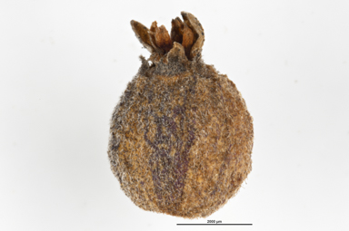 APII jpeg image of Cassytha pubescens  © contact APII