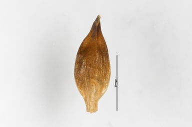 APII jpeg image of Carex cephalotes  © contact APII