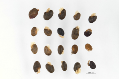 APII jpeg image of Pultenaea procumbens  © contact APII