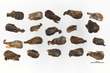 APII jpeg image of Myriophyllum pedunculatum subsp. pedunculatum  © contact APII