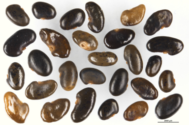 APII jpeg image of Podolobium alpestre  © contact APII