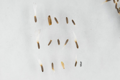 APII jpeg image of Ozothamnus cupressoides  © contact APII