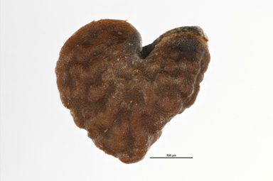 APII jpeg image of Abutilon otocarpum  © contact APII