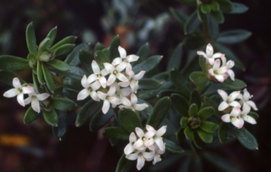 APII jpeg image of Asperula gunnii  © contact APII