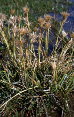 APII jpeg image of Carpha nivicola  © contact APII