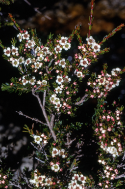 APII jpeg image of Baeckea utilis  © contact APII