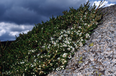 APII jpeg image of Baeckea gunniana  © contact APII