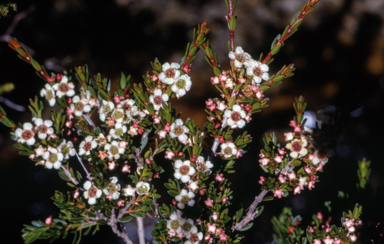 APII jpeg image of Baeckea utilis  © contact APII