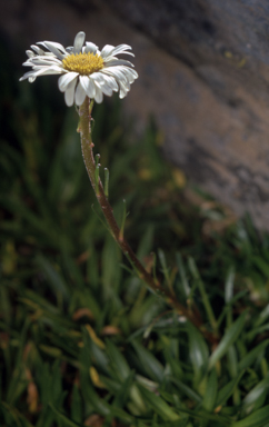 APII jpeg image of Brachyscome tadgellii  © contact APII