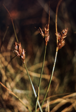 APII jpeg image of Carex hebes  © contact APII