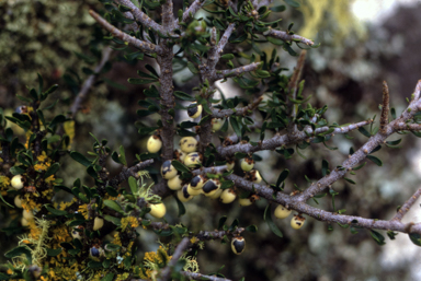 APII jpeg image of Melicytus dentatus  © contact APII