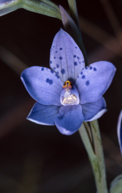 APII jpeg image of Thelymitra ixioides  © contact APII