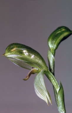 APII jpeg image of Pterostylis longifolia  © contact APII