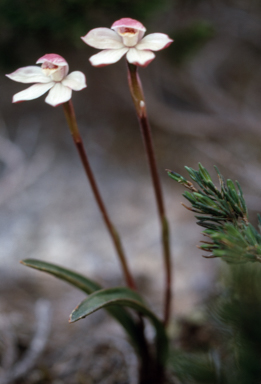 APII jpeg image of Caladenia lyallii  © contact APII