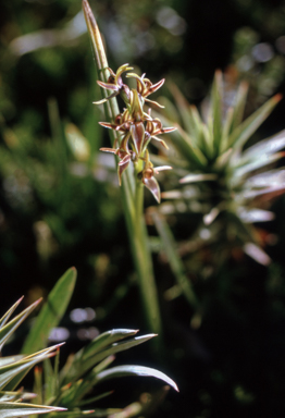APII jpeg image of Prasophyllum alpinum  © contact APII