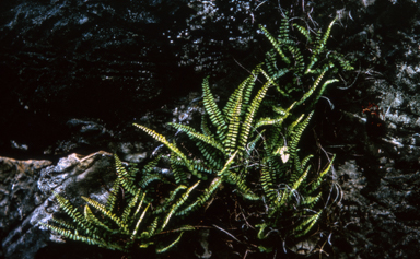APII jpeg image of Asplenium trichomanes  © contact APII