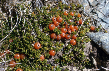 APII jpeg image of Coprosma pumila  © contact APII