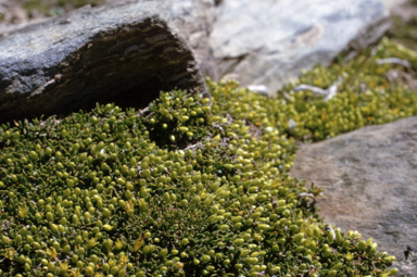 APII jpeg image of Coprosma pumila  © contact APII