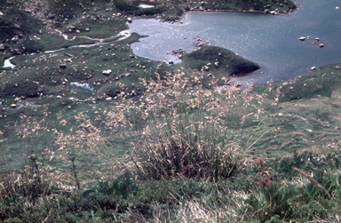 APII jpeg image of Chionochloa frigida  © contact APII