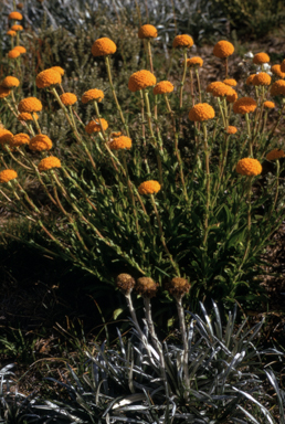 APII jpeg image of Craspedia costiniana  © contact APII