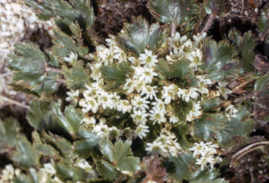 APII jpeg image of Dichosciadium ranunculaceum var. ranunculaceum  © contact APII