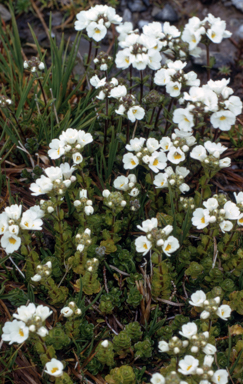 APII jpeg image of Euphrasia collina subsp. glacialis  © contact APII