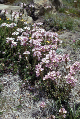 APII jpeg image of Euphrasia glacialis  © contact APII