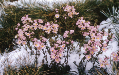 APII jpeg image of Euphrasia glacialis  © contact APII