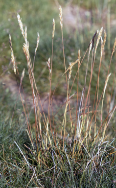 APII jpeg image of Rytidosperma nudiflorum  © contact APII