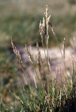 APII jpeg image of Rytidosperma nudiflorum  © contact APII