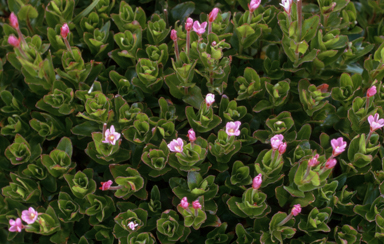 APII jpeg image of Epilobium gunnianum  © contact APII