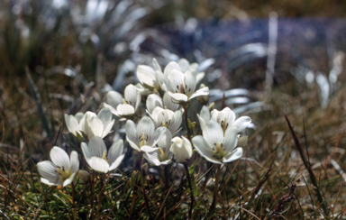 APII jpeg image of Chionogentias muelleriana subsp. alpestris  © contact APII